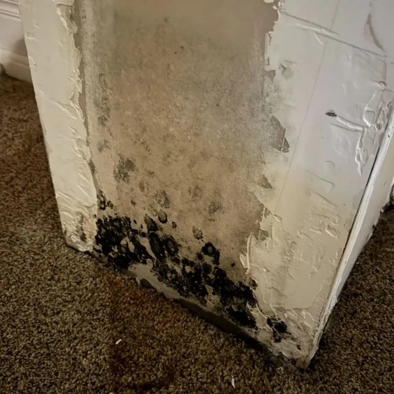 Professional Mold Removal in East Liverpool, OH